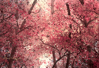 Fall Forest #2