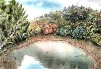 Duck Pond