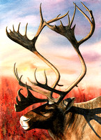 Caribou Portrait
